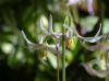 Erythronium oregonum